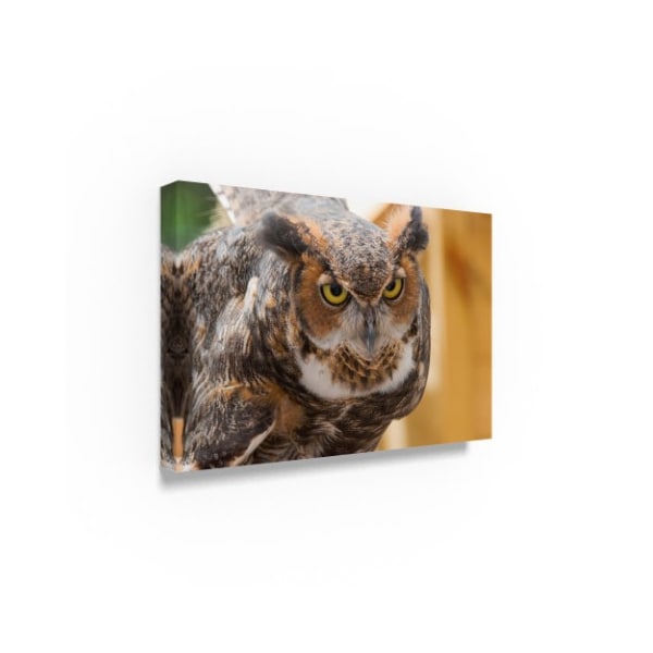 Robert Michaud 'Great Horned Owl' Canvas Art,30x47